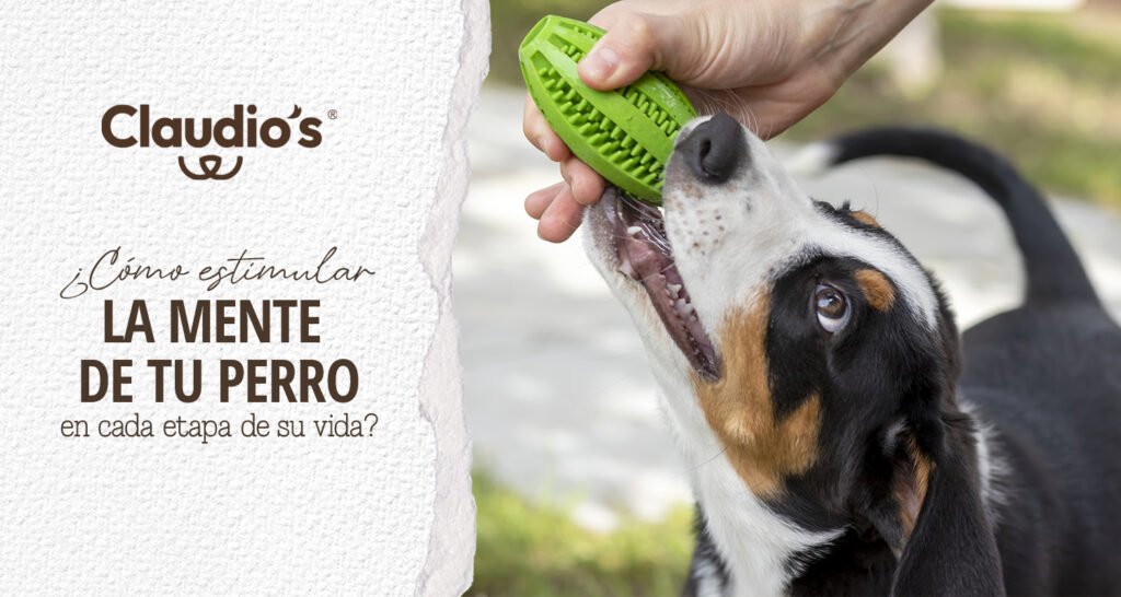 Lee más sobre el artículo ¿Cómo estimular la mente de tu perro en cada etapa de su vida?