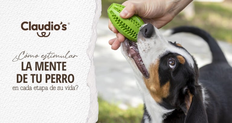 Lee más sobre el artículo ¿Cómo estimular la mente de tu perro en cada etapa de su vida?