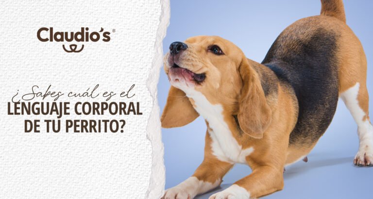 Lee más sobre el artículo ¿Sabes cuál es el lenguaje corporal de tu perrito?