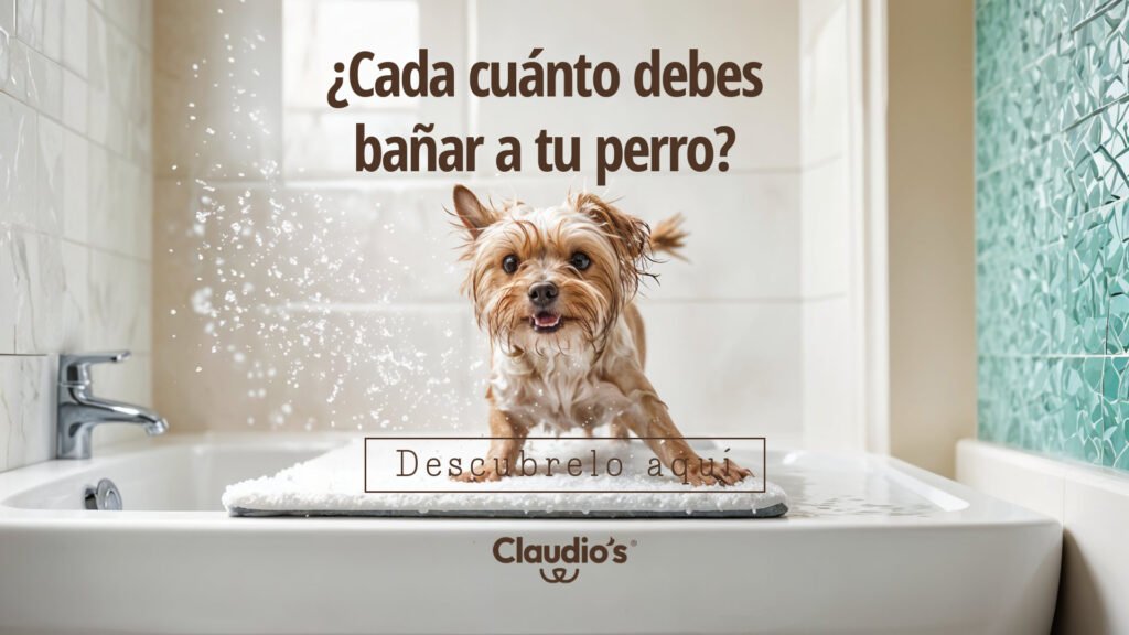 Lee más sobre el artículo ¿Cada cuánto tiempo debo bañar a mi perro según su tipo de piel y pelaje?