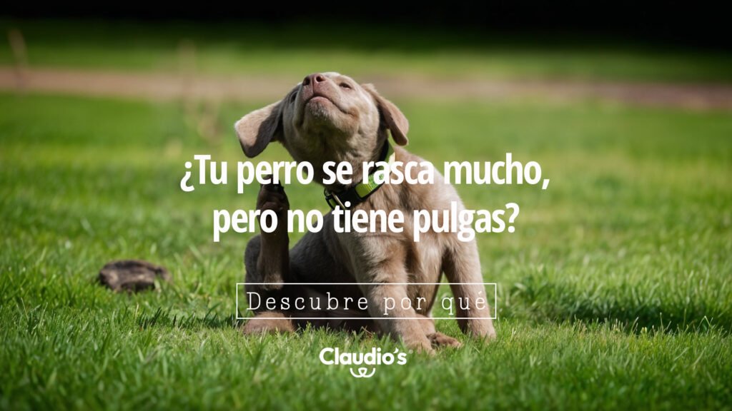Lee más sobre el artículo Mi perro se rasca mucho, pero no tiene pulgas: posibles causas y soluciones