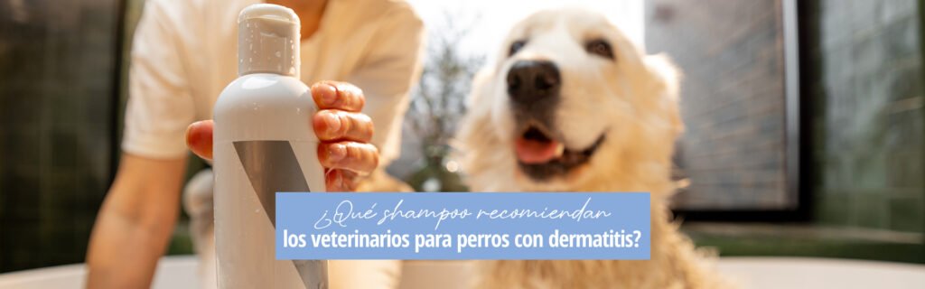Lee más sobre el artículo ¿Qué shampoo recomiendan los veterinarios para perros con dermatitis?