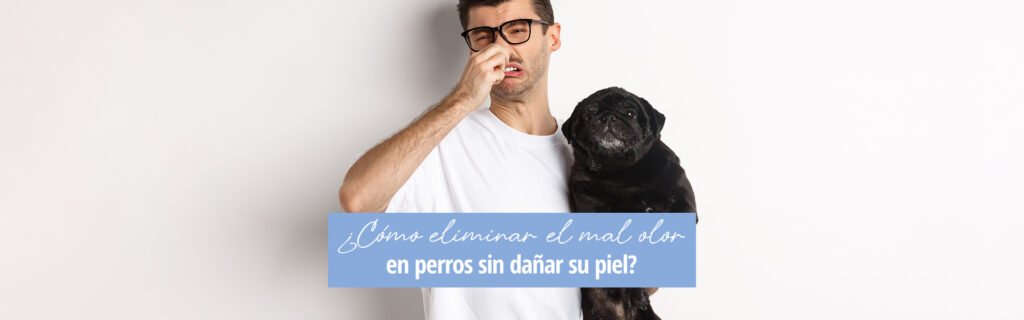 Lee más sobre el artículo ¿Cómo eliminar el mal olor en perros sin dañar su piel?